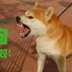 网赌赌狗日记-棋牌策略-棋牌外挂论坛