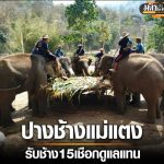 泰国清迈知名大象营永久停业！38年历史告终！-棋牌策略-棋牌外挂论坛